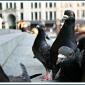 pigeons