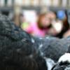 Pigeons